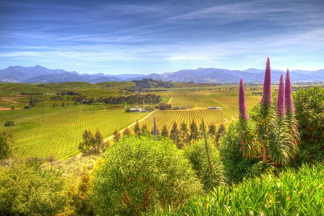 Exploring the Delights of Culinary Tours in New Zealand